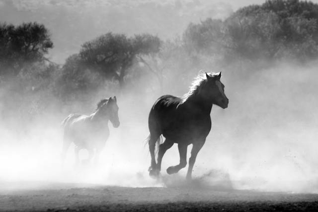 Two horses running on a dusty field. The photo is in black and white.